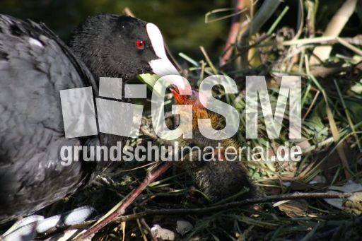 Blässhühner 052.jpg